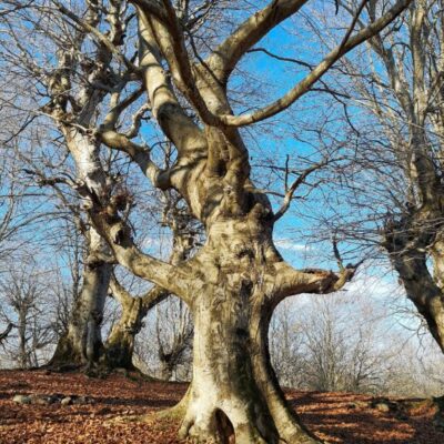 winter tree