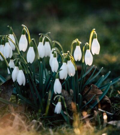 snowdrops